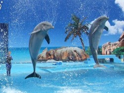 Dolphin Zoomarine Waterpark Algarve