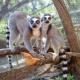 Vilamoura - Krazy World Zoo