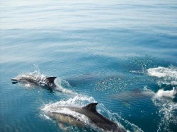 Vilamoura - dolphins @Wikimedia.org