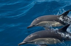 Tavira - Nature Trip - Dolphin Watch
