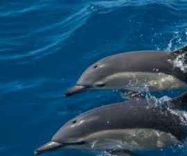 Tavira - Nature Trip - Dolphin Watch