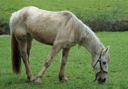 Cavalo-Lusitano-c-Alvesgaspar-@-Commons_Wikimedia